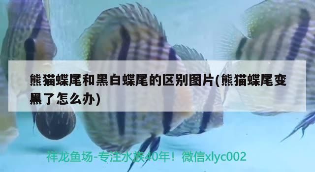 熊貓蝶尾和黑白蝶尾的區別圖片(熊貓蝶尾變黑了怎么辦)