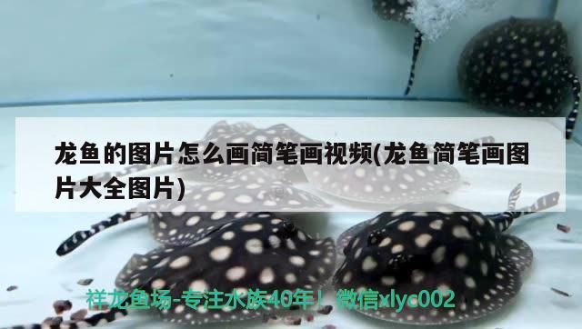 龍魚的圖片怎么畫簡筆畫視頻(龍魚簡筆畫圖片大全圖片)