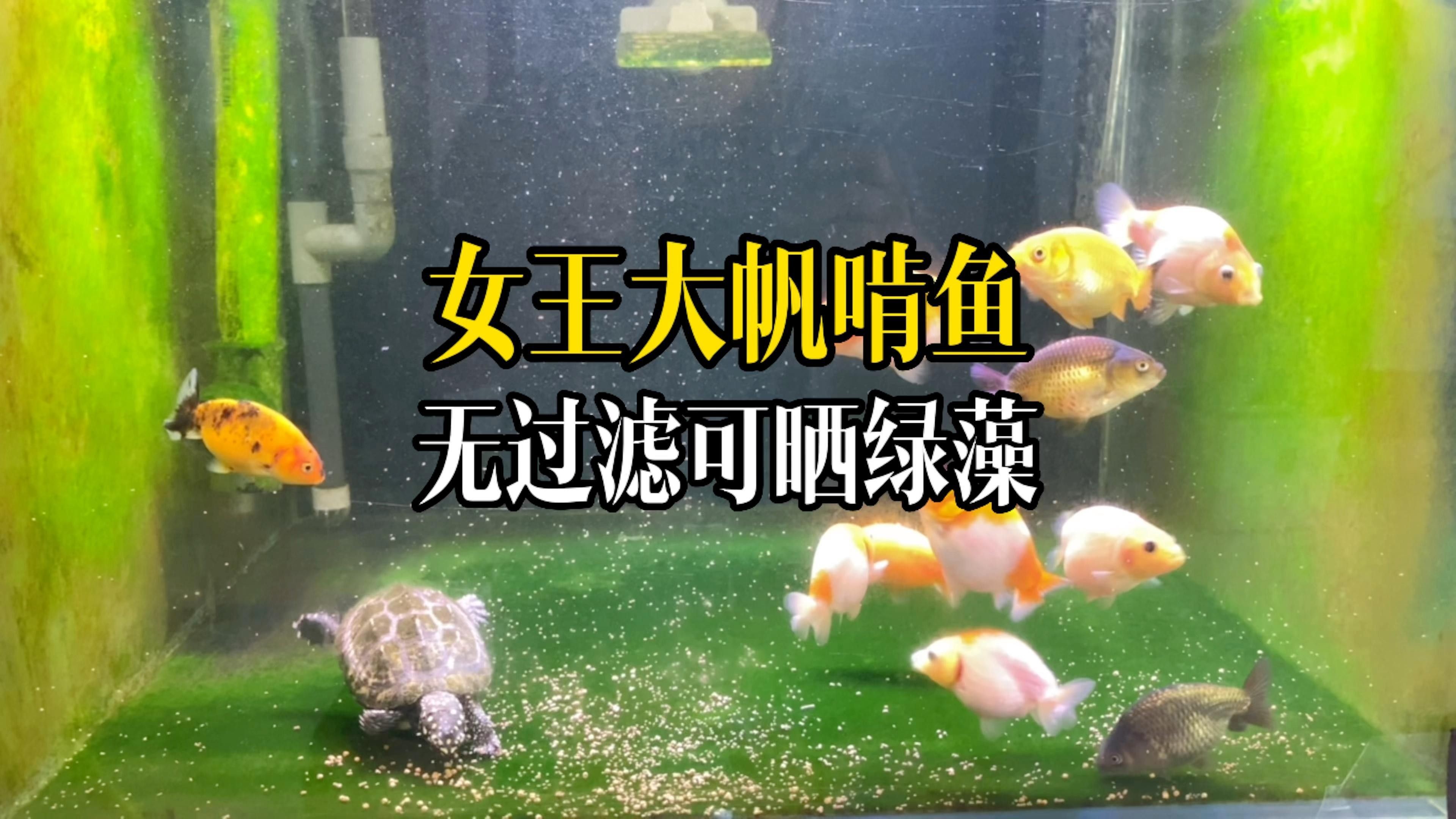 女王大帆吸魚會咬壞魚嗎（女王大帆吸魚會咬壞魚嗎，）