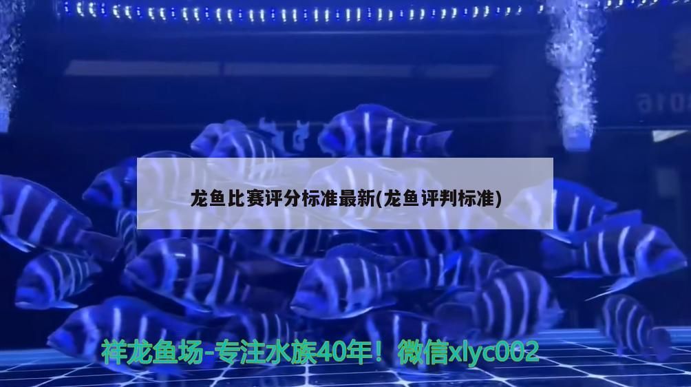 龍魚比賽評(píng)分標(biāo)準(zhǔn)最新(龍魚評(píng)判標(biāo)準(zhǔn))