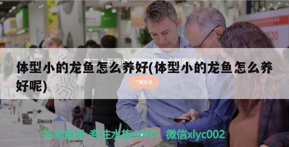 體型小的龍魚怎么養好(體型小的龍魚怎么養好呢)