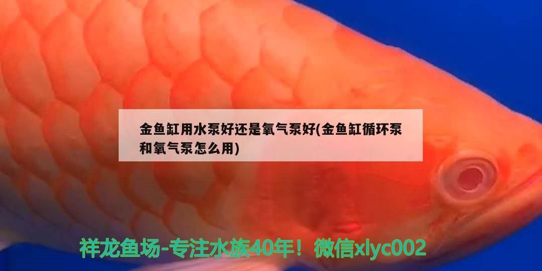 金魚缸用水泵好還是氧氣泵好(金魚缸循環(huán)泵和氧氣泵怎么用)