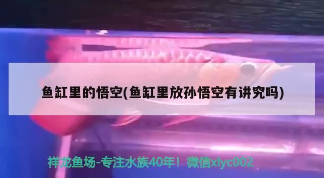 韶關魚缸定做電話地址查詢價格：韶關魚批發市場在哪里