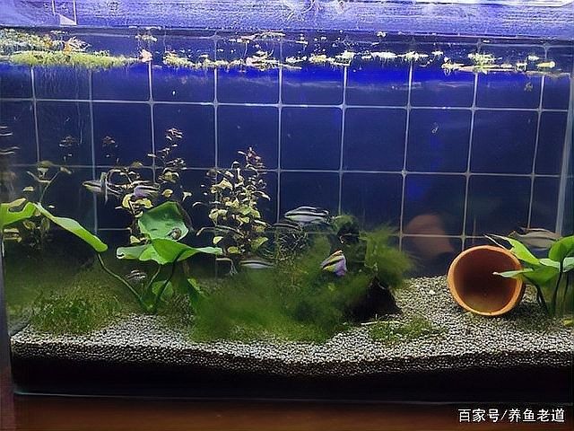 如何判斷龍魚鰭條恢復情況（判斷龍魚鰭條恢復情況需要觀察以下幾個方面）