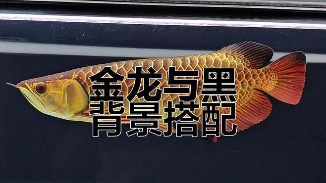如何給金龍魚缸選擇合適的背景
