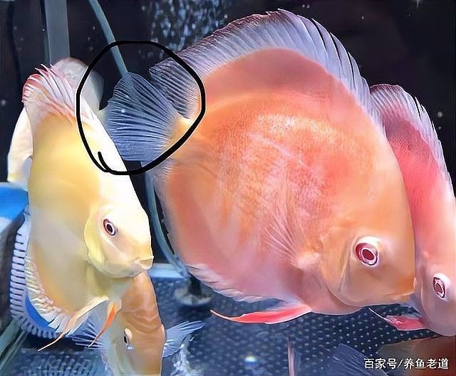 龍魚白鱗病最簡單三個步驟圖片（治療龍魚白鱗病的三個步驟）