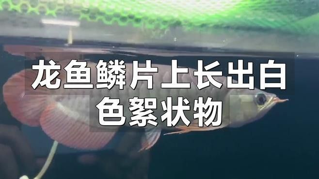龍魚白鱗病最簡單三個步驟圖片（治療龍魚白鱗病的三個步驟）