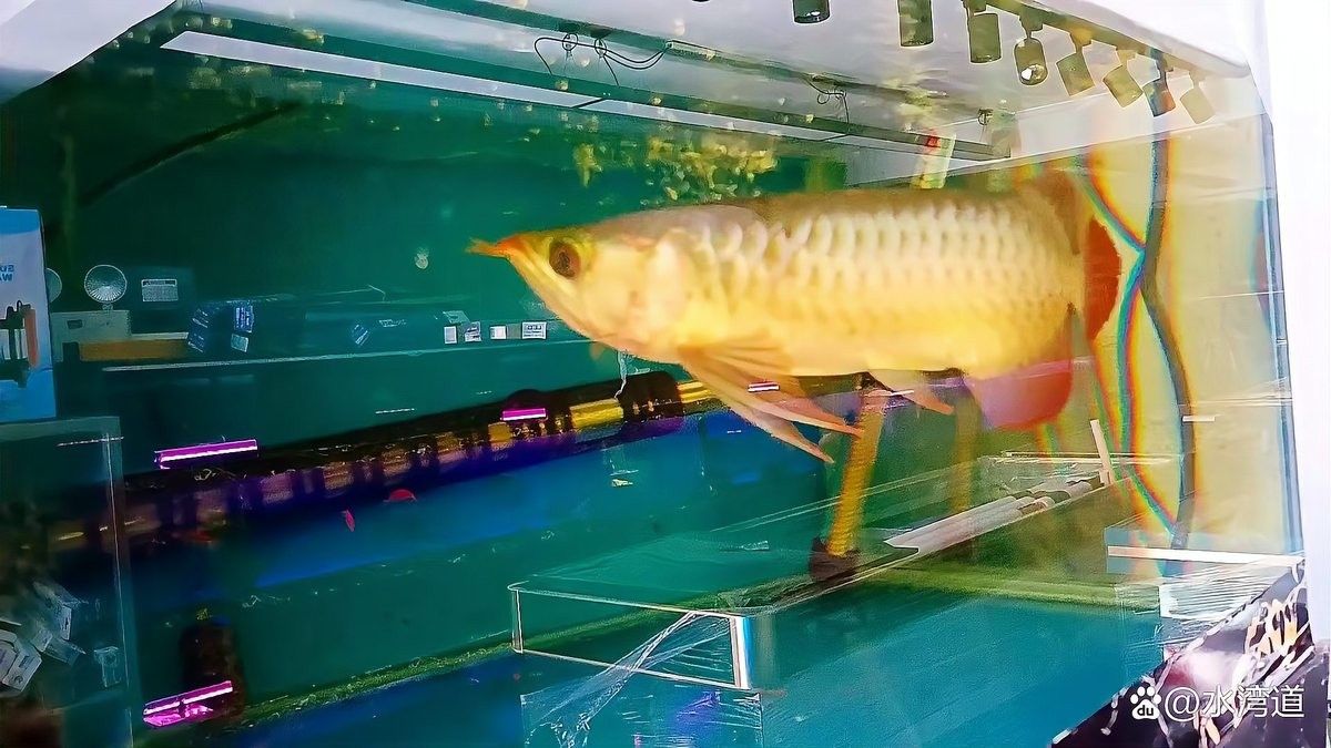 最漂亮的金龍魚圖片