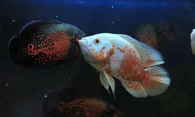 地圖魚和鸚鵡魚混養需要多久適應？