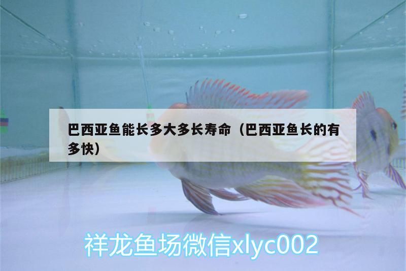 巴西亞魚能長多大多長壽命（巴西亞魚長的有多快）（亞馬遜河里巴西亞魚能長多大多長壽命） 巴西亞魚能長多大多長壽命（巴西亞魚長的有多快）（亞馬遜河里巴西亞魚能長多大多長壽命） 觀賞魚百科