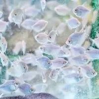 推薦幾款適合拍攝金龍魚的鏡頭（京東魚眼單反鏡頭排行榜京東魚眼單反鏡頭排行榜）
