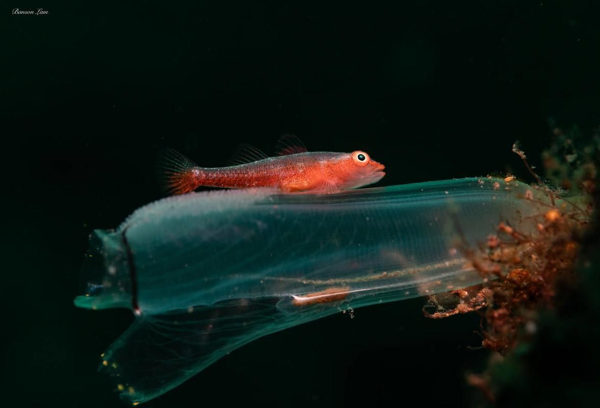 推薦幾款適合拍攝金龍魚的鏡頭（京東魚眼單反鏡頭排行榜京東魚眼單反鏡頭排行榜）