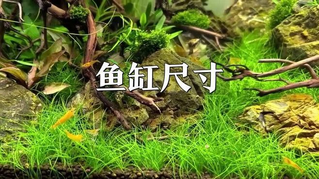 如何升級魚缸尺寸？（四海游俠笑江湖魚缸升級魚缸尺寸時(shí)局觀測站全解析）