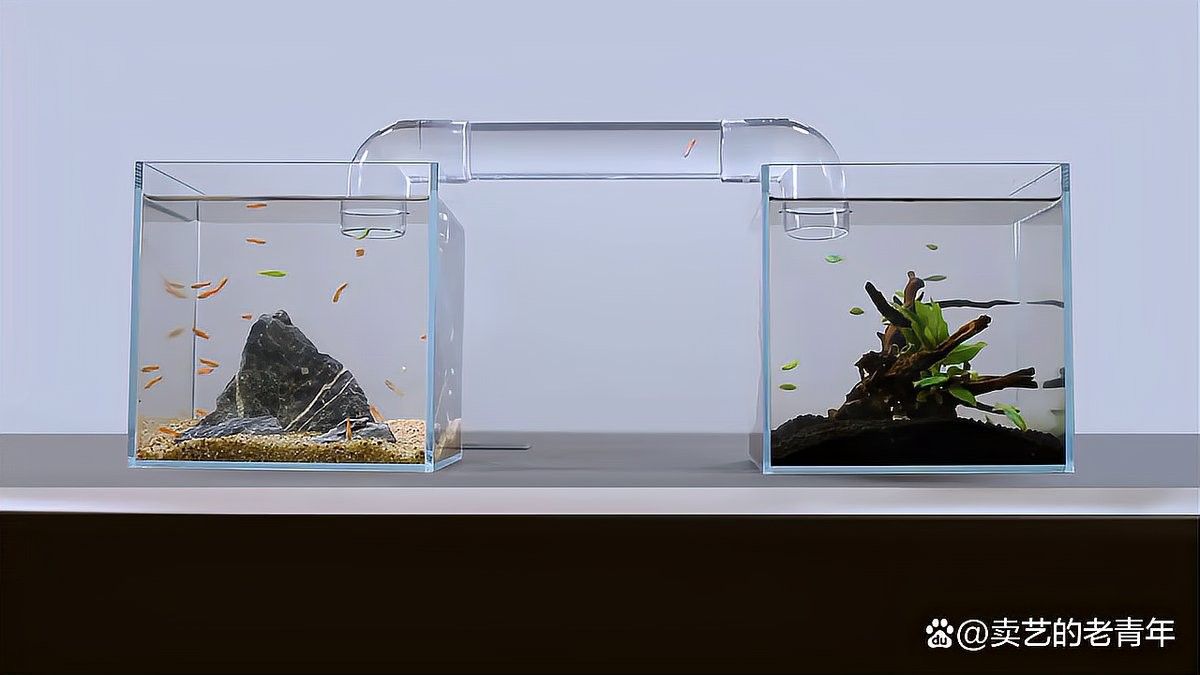 如何升級魚缸尺寸？（四海游俠笑江湖魚缸升級魚缸尺寸時(shí)局觀測站全解析）