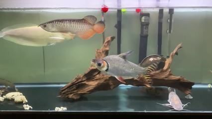 紅龍魚 燈光強度多少合適：關于紅龍魚的問題