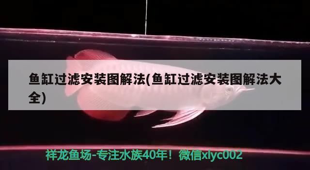 廣州觀賞魚市場買金龍魚