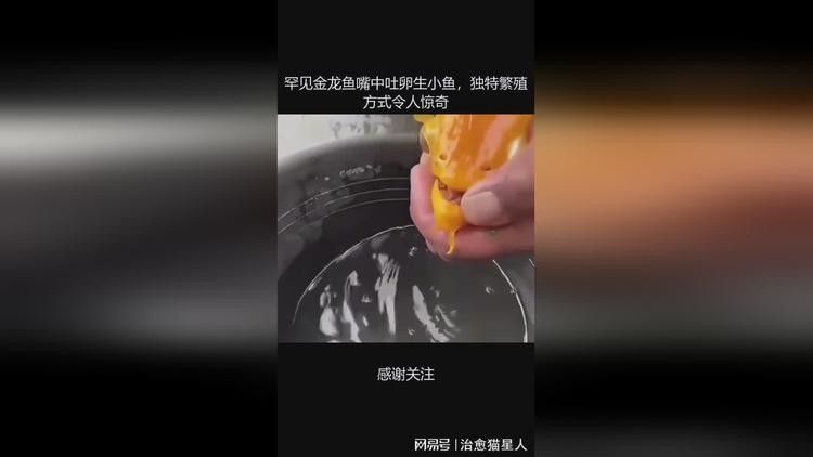 金龍魚張嘴會死嗎？（金龍魚張嘴會導致死亡嗎？）