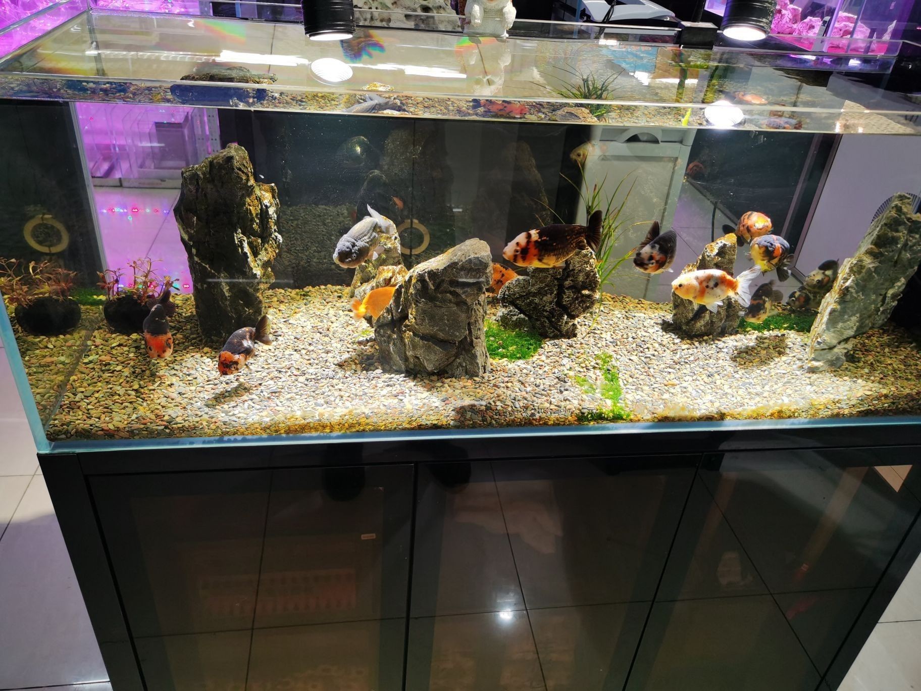 <strong><mark>金州</mark></strong>哪個水族館龍魚好？祥龍魚場龍魚（大連市<strong><mark>金州</mark></strong>區祥龍魚場）