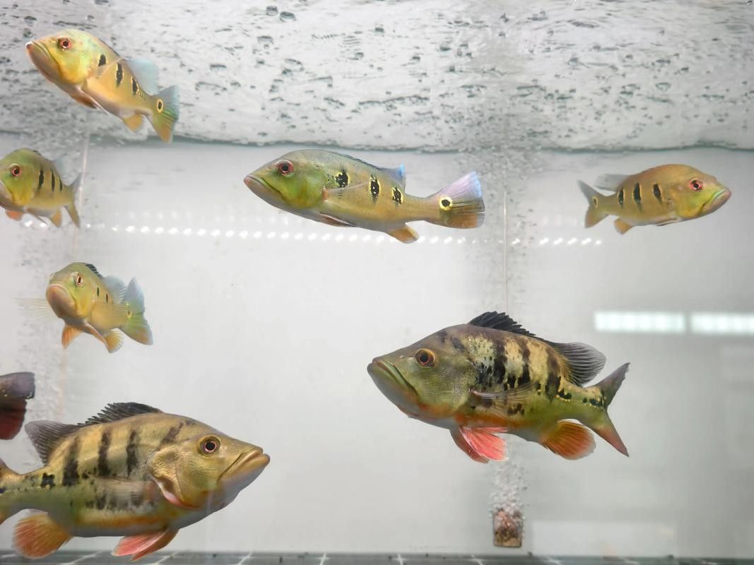 深圳龍魚批發哪家口碑最好（深圳龍魚批發市場口碑最好的龍魚批發商需考慮多個因素）