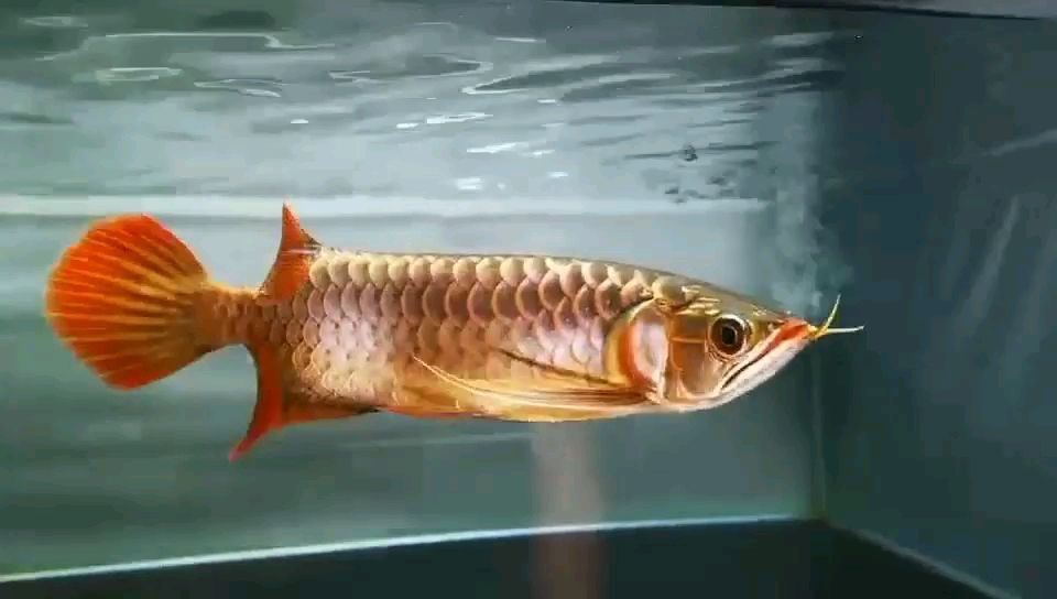 精選紅龍（祥龍水族聯盟魚友怎么評論的）