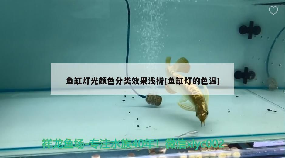 上海魚缸租賃電話多少號 上海魚缸批發廠家（上海生態魚缸租賃）