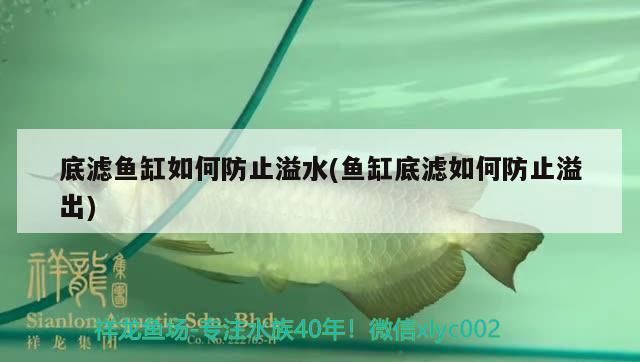 上海魚缸租賃電話多少號 上海魚缸批發廠家（上海生態魚缸租賃）