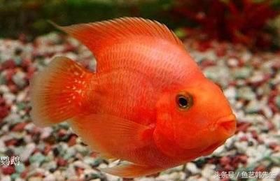 金龍魚疾病預防措施，金龍魚疾病預防措施介紹