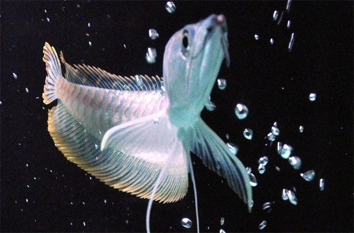 龍魚在出水口游是正常行為嗎（龍魚出水口游動(dòng)是否正常時(shí)，如何判斷魚是否健康我行我素） 龍魚在出水口游是正常行為嗎（龍魚出水口游動(dòng)是否正常時(shí)，如何判斷魚是否健康我行我素） 龍魚百科 第1張
