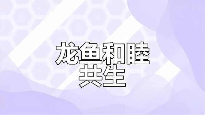 不同品種龍魚混養(yǎng)需要注意什么
