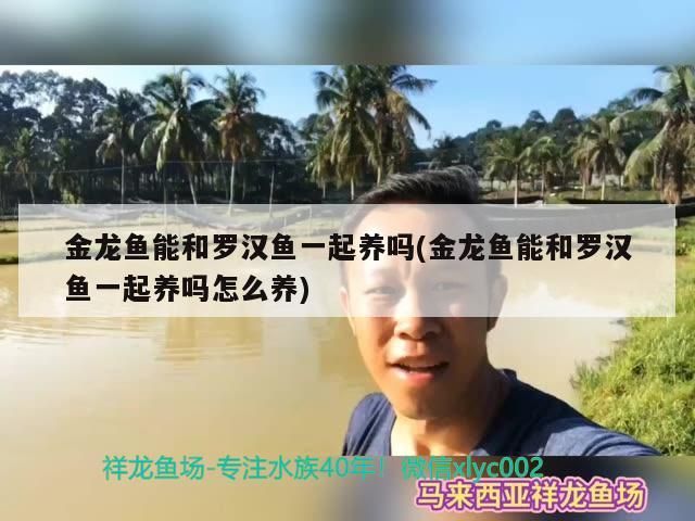 金龍魚能和羅漢魚一起養嗎(金龍魚能和羅漢魚一起養嗎怎么養)（金龍魚和羅漢魚能和羅漢魚一起養嗎，和羅漢魚一起養嗎）