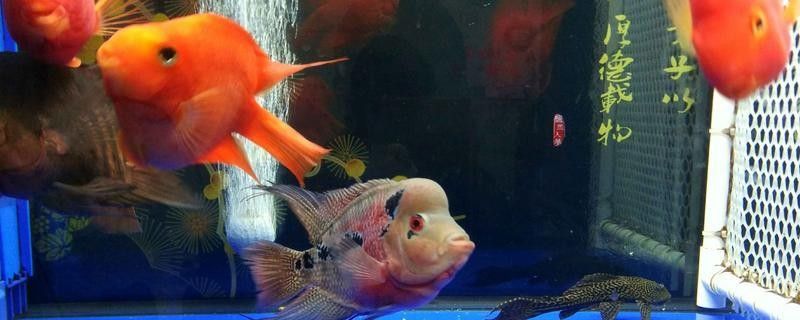 龍魚和羅漢魚混養需要多大的魚缸（魚和羅漢魚混養需要多大的魚缸，混養需要多大的魚缸） 龍魚和羅漢魚混養需要多大的魚缸（魚和羅漢魚混養需要多大的魚缸，混養需要多大的魚缸） 龍魚百科 第2張