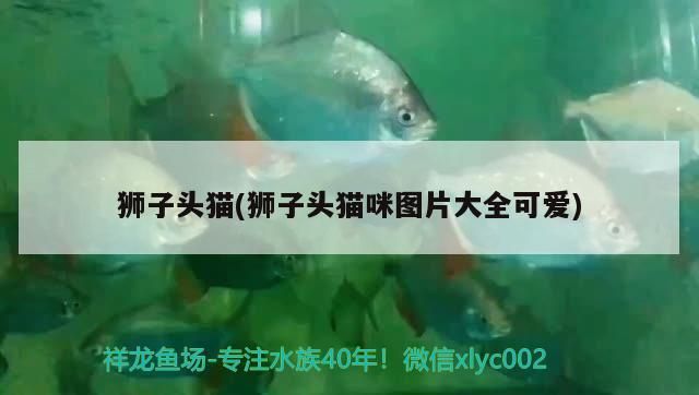 獅子頭貓(獅子頭貓咪圖片大全可愛)