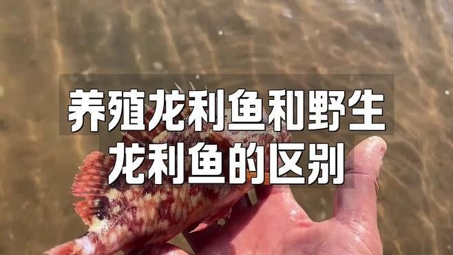 如何判斷龍利魚是否新鮮