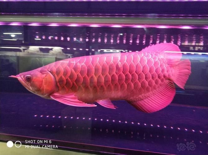黑金剛龍魚