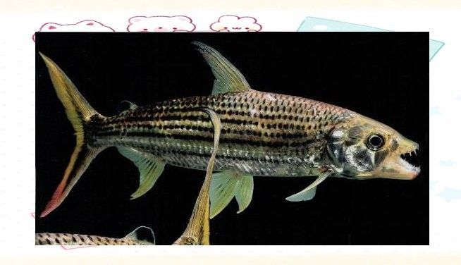 黑金剛龍魚