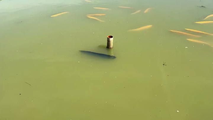 紅龍魚漁場中哪家口碑最好（紅龍魚漁場哪家的口碑最好）