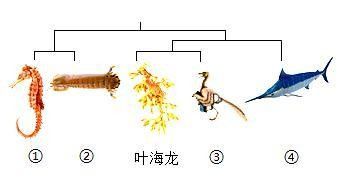 哪種海龍魚繁殖季節最長？（黑鰭海龍魚的繁殖季節可以持續到夏季甚至秋季甚至秋季）