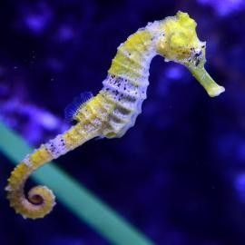 哪種海龍魚繁殖季節最長？（黑鰭海龍魚的繁殖季節可以持續到夏季甚至秋季甚至秋季）