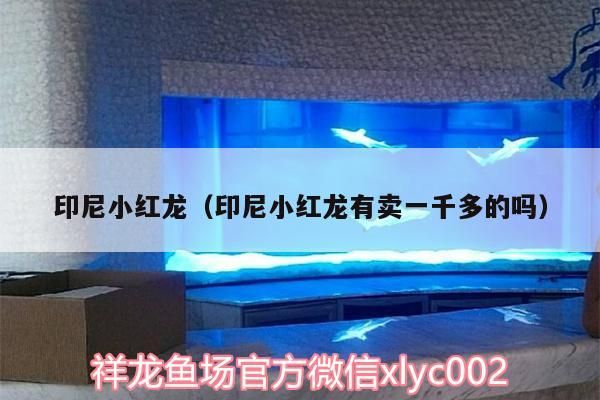 印尼小紅龍（印尼小紅龍有賣一千多的嗎）