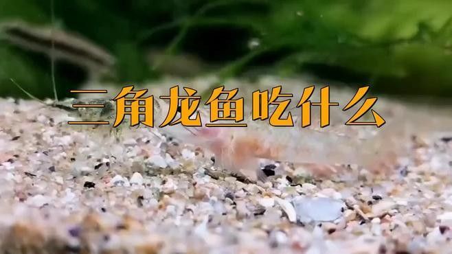 三角恐龍魚是什么？