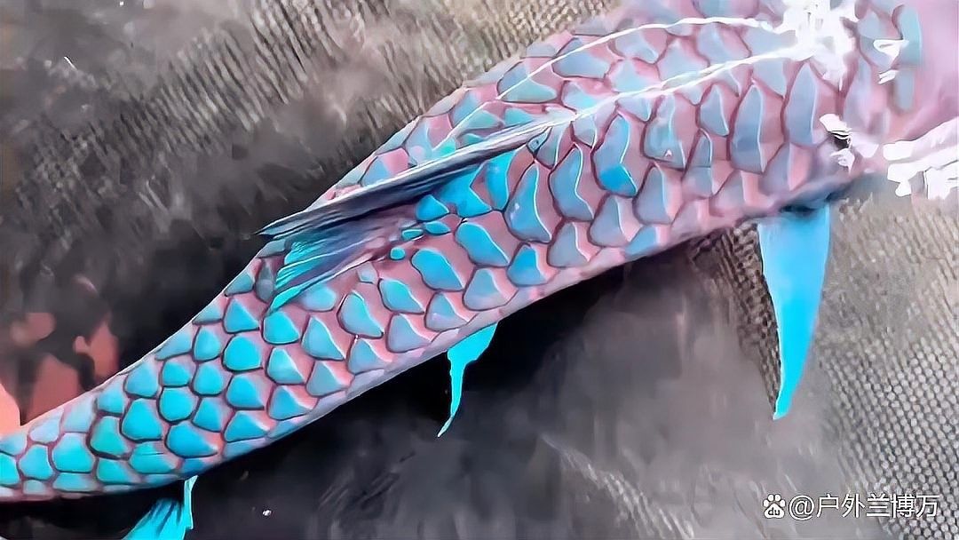 云縣龍魚（云南縣龍魚養殖技術有哪些？） 云縣龍魚（云南縣龍魚養殖技術有哪些？） 觀賞魚百科 第4張