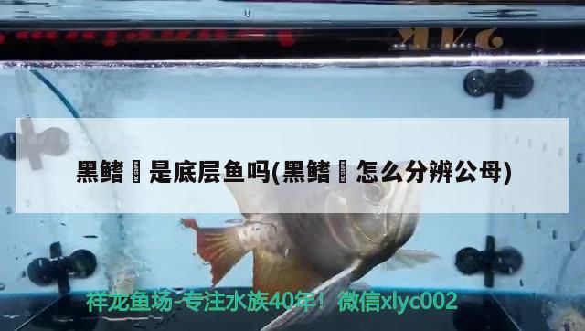 黑鰭鳈是底層魚嗎(黑鰭鳈怎么分辨公母)