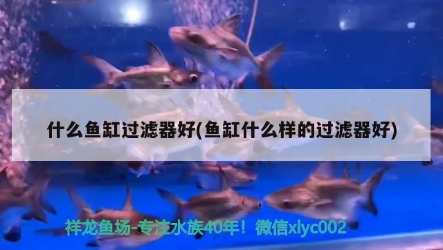 魯南水族批發市場（山東魯南水族批發市場）