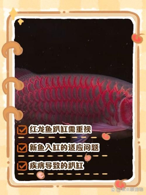 龍魚趴缸原因及解決方法圖片大全視頻（龍魚趴缸是什么原因及應對方法龍魚趴缸的原因及應對方法）