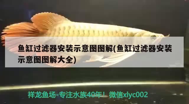 巴西亞魚和什么魚混養,巴西亞魚與皇冠三間的區別 觀賞魚百科 第2張 巴西亞魚和什么魚混養,巴西亞魚與皇冠三間的區別 巴西亞魚和什么魚混養,巴西亞魚與皇冠三間的區別 觀賞魚百科 第2張