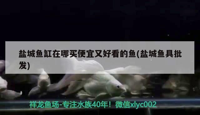 鹽城魚(yú)缸在哪買(mǎi)便宜又好看的魚(yú)(鹽城魚(yú)具批發(fā))（鹽城魚(yú)缸在哪買(mǎi)便宜又好看的魚(yú)）