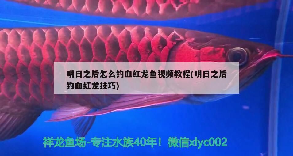 詳細閱讀:明日之后怎么釣血紅龍魚視頻教程(明日之后釣血紅龍技巧) 明日之后怎么釣血紅龍魚視頻教程(明日之后釣血紅龍技巧)