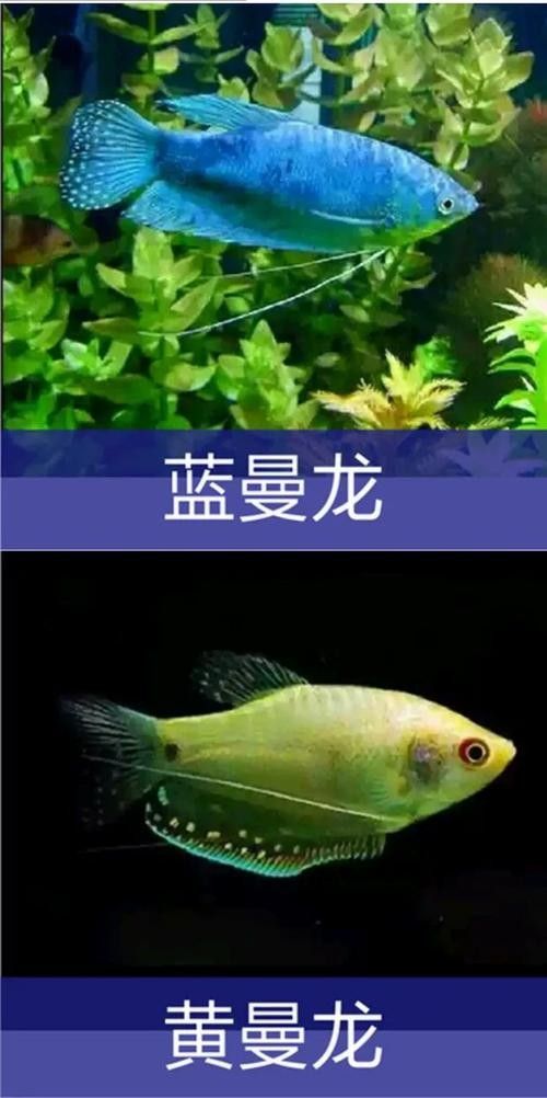 哪些魚與黃藍曼龍魚混養最佳（曼龍魚能和什么魚混養）