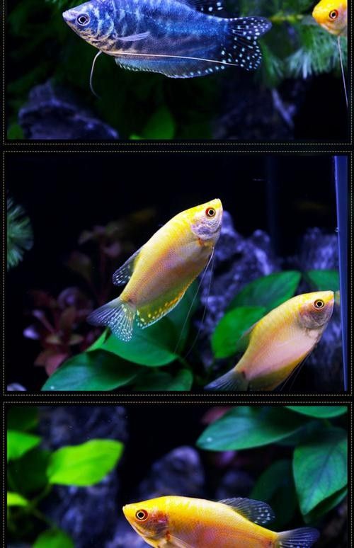 哪些魚與黃藍曼龍魚混養最佳（曼龍魚能和什么魚混養）
