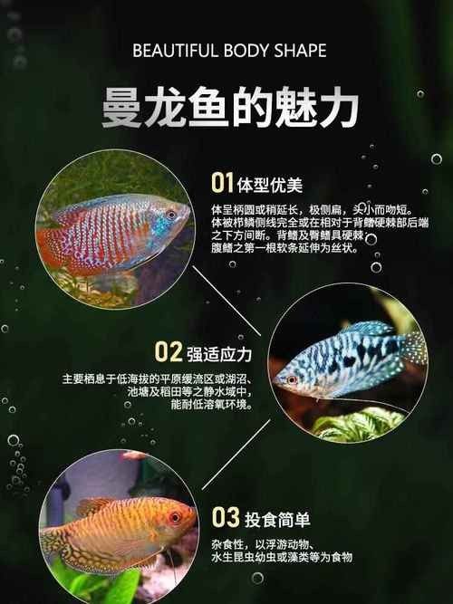 哪些魚與黃藍曼龍魚混養最佳（曼龍魚能和什么魚混養）